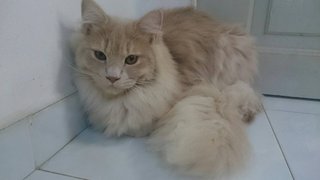 Leon - Persian Cat