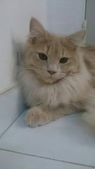 Leon - Persian Cat