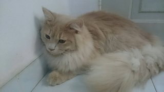 Leon - Persian Cat