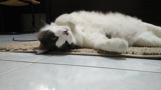 Benjamin (Benji) - Domestic Long Hair Cat