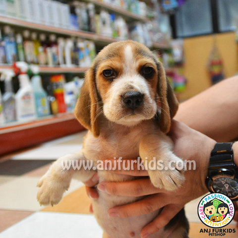 Quality Beaglsfde Puppies - Beagle Dog