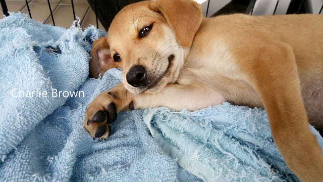 Charlie Brown &amp; Snoopy - Labrador Retriever Mix Dog