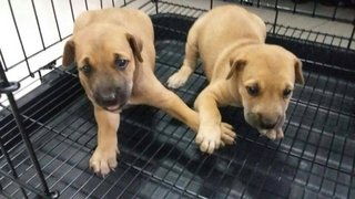 2 Male puppies