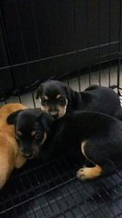 2 Female puppies