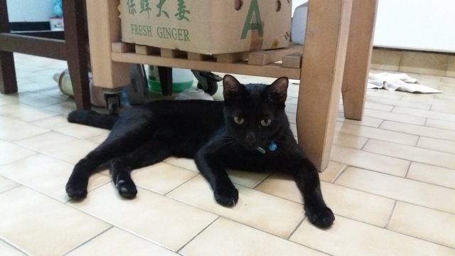 Suzuki - Domestic Short Hair Cat