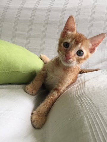 Ginger Kitten  - Domestic Short Hair Cat