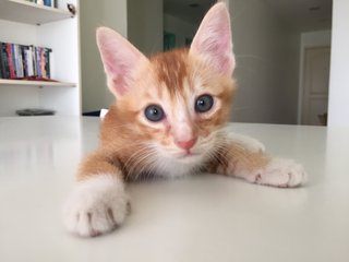 Ginger Kitten  - Domestic Short Hair Cat