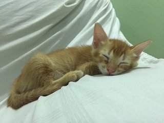 Ginger Kitten  - Domestic Short Hair Cat