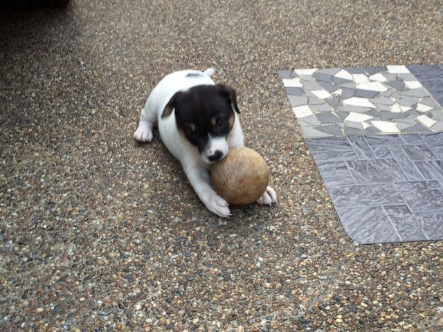 Puppies - Mixed Breed Dog