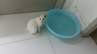 Kontot - Domestic Short Hair Cat