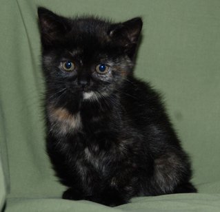 Black Tortoiseshell Mixed Persian