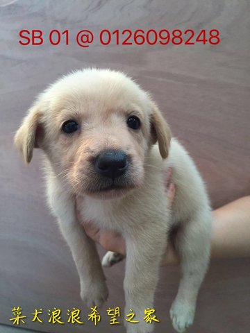 Cute Female Puppies Looking A Home~ - Mixed Breed Dog