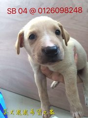 Cute Female Puppies Looking A Home~ - Mixed Breed Dog