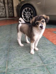 Normal Breed Male Puppy - Mixed Breed Dog