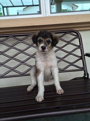 Normal Breed Male Puppy - Mixed Breed Dog