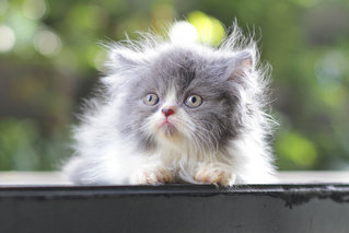 Cody - Persian Cat