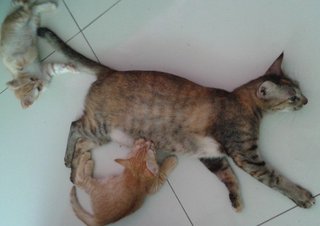 Mama is equally friendly and cute as her kitties