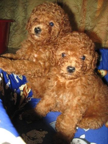 Very Cute Super Red Toy Poodle - Poodle Dog