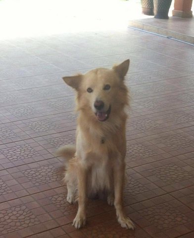 Perry  - Golden Retriever Mix Dog