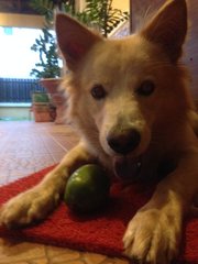 Perry  - Golden Retriever Mix Dog