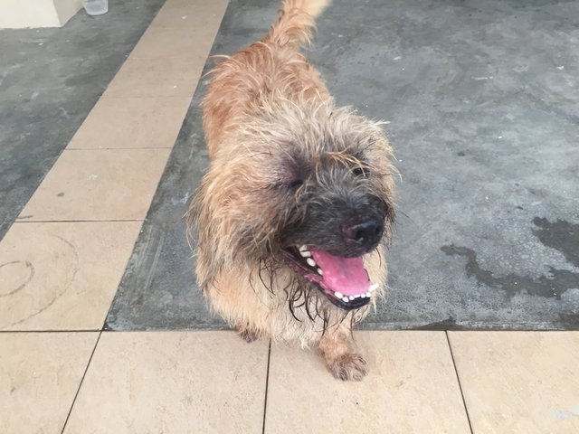 Chewbacca - Mixed Breed Dog