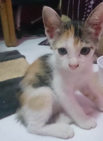 Kittens Need Home - Domestic Short Hair Cat