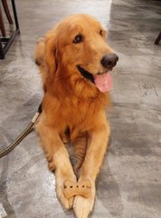 Arthur - Golden Retriever Dog