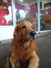 Arthur - Golden Retriever Dog