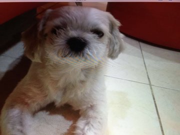 Cash (Lost At Puchong Utama 8) - Shih Tzu Dog