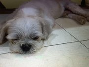 Cash (Lost At Puchong Utama 8) - Shih Tzu Dog