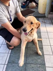 Baby - Golden Retriever Dog