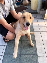 Baby - Golden Retriever Dog