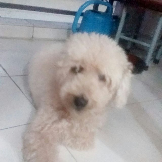 Boyboy - Poodle Dog