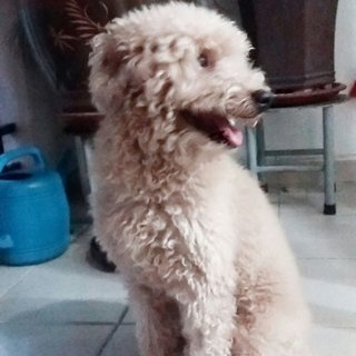 Boyboy - Poodle Dog