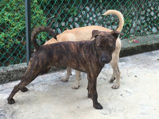 Ti-ger - Boxer Mix Dog