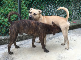 Ti-ger - Boxer Mix Dog