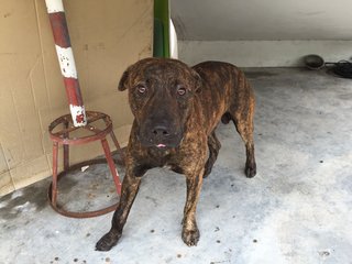 Ti-ger - Boxer Mix Dog