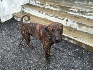 Ti-ger - Boxer Mix Dog