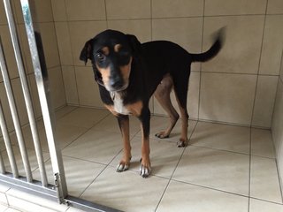 Clara - Doberman Pinscher Mix Dog