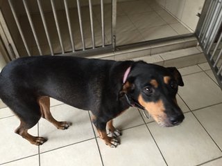 Clara - Doberman Pinscher Mix Dog