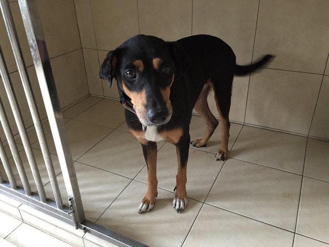 Clara - Doberman Pinscher Mix Dog