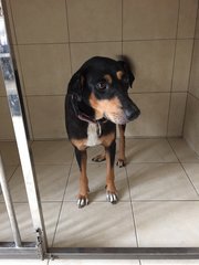 Clara - Doberman Pinscher Mix Dog