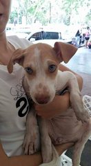 Female Pup - Mixed Breed Dog