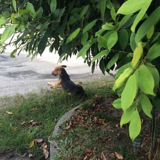 Tiger  - Mixed Breed Dog