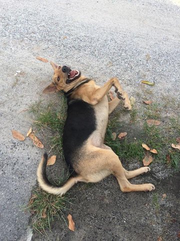 Tiger  - Mixed Breed Dog