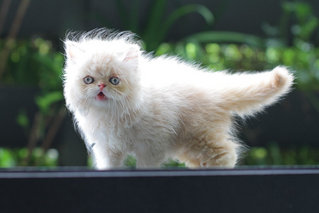 Damon Salvatore Fujiwara - Persian Cat