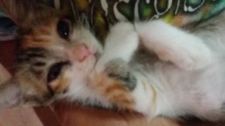 Truffle  - Calico Cat