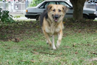 Raven - Mixed Breed Dog