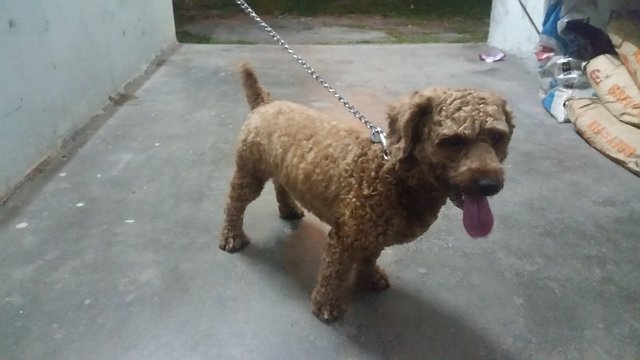 Fei Fei - Poodle Dog