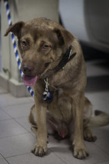 Ben - Labrador Retriever Mix Dog